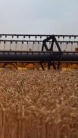Quickly twisting mowing mechanism of the huge harvester combine. The long mower of a harvester cuts the spikelets of ripe wheat. Close up. Vertical video