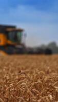 Peaceful windless summer day on harvest season. Yellow mower machine working in the field in blur. Yellow spikelets of wheat close up. Vertical video