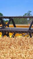 Fast approaching mower mechanism cuts the ripe ears of corn on sunny summer day. Intensive work of a harvester combine on a harvest season. Close up. Vertical video