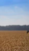 Harvest season in the agricultural field on summer day. Slow movement of a harvesting machine along the ripe wheat field. Blurred shot. Vertical video