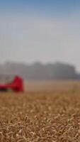 Green harvester combine with red mower mechanism working in the field. Blurred image of a harvester moving along the plantation. Ripe spikelets close up. Vertical video