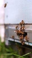 Bees coming back home carrying pollen to their cells. Insects crowding at the entering to the hive. Close up. Blurred backdrop. Vertical video