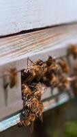 Hard-working bees gathered around their beehive. Busy insect trying to enter their home to produce honey. Close up. Blurred backdrop. Vertical video