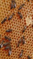 Honeycombs with bees crawling over. Fresh honey shining in the wax cells. Part of the frame is sealed. Close up. Vertical video