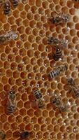 Some working bees walk over the wax frame. Honeycombs are half-sealed and fresh honey is sparkling in the light. Close up. Vertical video