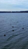 Flock of black aquatic birds with white beaks on the river. Circle movement over the water. Autumn forest bank at backdrop. Vertical video