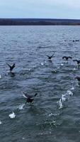 Black ducks running over the surface of the river. One group of birds joins another floating in few meters. Grey autumn day backdrop. Vertical video