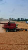 Powerful red combine harvester working in the field. Modern machine cuts the dry crops. Other machines at the backdrop. Vertical video