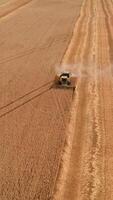 Yellow combine mowing ripe wheat in the abundant field. Season of harvesting in the farmlands on summer day. Top view. Vertical video