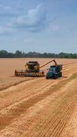 Approaching the machines in the wheat plantations. Yellow combine harvester uploads grain into tractor. Beautiful field scenery backdrop. Vertical video