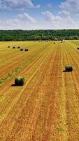 Field with round bales in summer day. Green grass pressed in a stack on natural background in a sunny day. Motion camera back. Vertical video