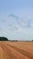 Mowed field of wheat. Approaching to the machinery working in the farmlands. Green trees at backdrop. Vertical video