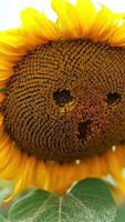Swaying yellow big sunflower with little holes in a shape of eyes and nose. Agricultural seed flower field at backdrop in blur. Vertical video