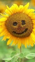 Funny smiling face curved in the middle of sunflower. Close up. Seed flower agricultural field in blur at backdrop. Vertical video