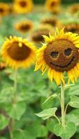 Sunflower with the holes in a shape of eyes and smiling mouth. Plenty of seed flowers in the agricultural farmlands. Blurred backdrop. Vertical video