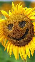 marrant visage fabriqué de une la graine fleur avec décoloration pétales. proche en haut. tournesol les terres agricoles à toile de fond dans se brouiller. verticale video