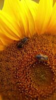 Two bees collecting nectar on the yellow seed flower. Honey insects working hard on the sunflower close up. Blurred backdrop. Vertical video
