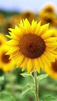 Two similar sunflowers swaying simultaneously in the field. Agricultural field of flower seeds at backdrop in blur. Vertical video