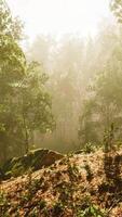 Sun rays flowing through the tree trunks of the evergreen forest video