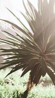 Palm leaf illuminated by a sun ray in the heart of the forest video