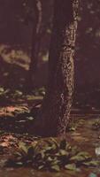 Rays of light falling through the mist and trees in the swamp video