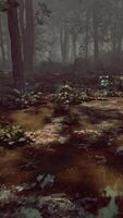 Rays of light falling through the mist and trees in the swamp video