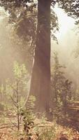 sun's rays break through the branches of trees glowing in the morning fog video