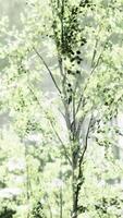 The last rays of the sun filter through the birch forest video