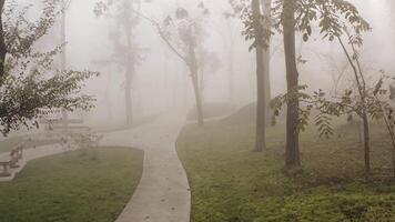 Moving through trees in a misty foggy park. Mystical atmosphere video
