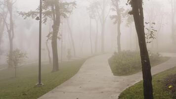 Moving through trees in a misty foggy park. Mystical atmosphere video