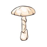 Death Cap mushroom with a pale white cap and stem in cartoon style. Perfect for nature theme design, educational material and botanical illustrations. Isolated on a white background. vector