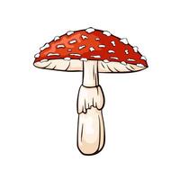 Red fly agaric mushroom with white spots in cartoon style. Perfect for nature design, botanical project, education material and mushroom identification guides. vector