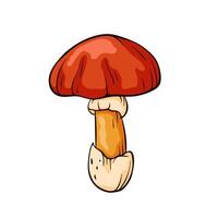 Caesar mushroom with a red cap and orange stem in cartoon style. Design for food, culinary, nature project, foraging guides and educational materials. vector