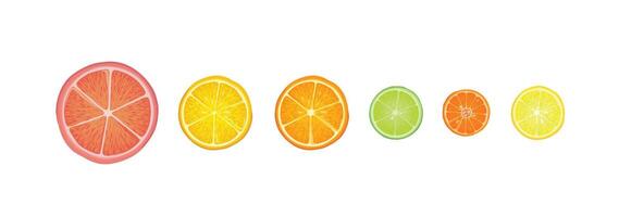 Citrus fruits set. Lemon, lime, citron, orange, mandarin and grapefruit slice pieces isolated drawn in realistic style over white background. vector