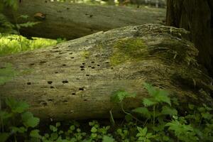 A dry tree in the forest. A rotted log. An old trunk. photo