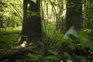 A tree in the forest in the summer. Nature Details. Tree trunk in the wilderness. photo