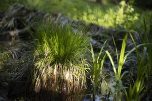 Plants in the forest. Nature in summer. Forest thicket. photo