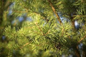 A pine tree in a field. Spruce branches. Coniferous tree. photo