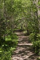 Path in the park. Road in the forest. Shadow on the path. photo