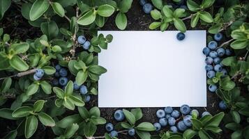 White card mockup with blueberries and foliage in natural setting. Farm-to-table concept bilberries template advertising image. Organic-themed invitation mock up product photorealistic photo