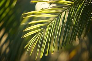 Palm tree branch backlit by setting sun in tropical location symbolism of Sukkot photo
