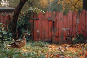 A duck standing in the grass next to a fence photo