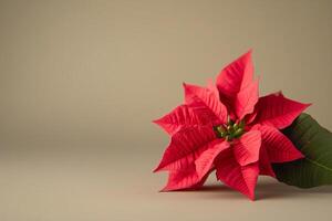 Vibrant red poinsettia flower lying on a neutral background photo