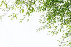 Green tree branches willow creating frame over white background photo