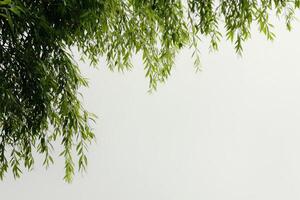 Green willow branches creating frame on white background photo