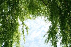 Willow tree branches creating frame over blue sky background photo
