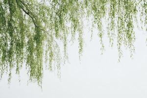 Weeping willow branches forming green frame on white sky background photo
