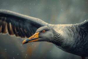 A bird with a long beak in flight photo