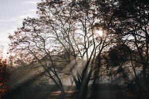 Sun shining through trees with sunrays visible in foggy forest photo