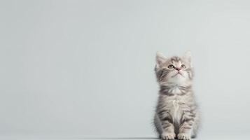 A small kitten sitting on a gray background photo
